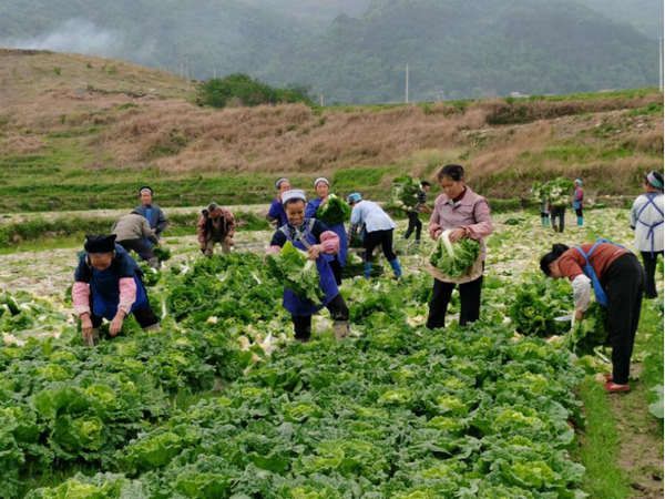 富硒地瓜原产地（产地地瓜富硒原料是什么）-硒宝网