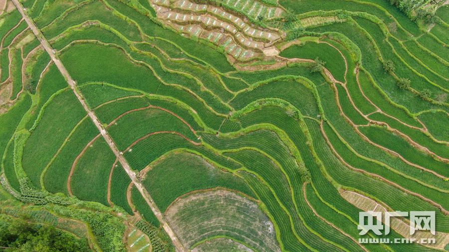 临沭富硒地瓜干（地瓜富硒标准）-硒宝网