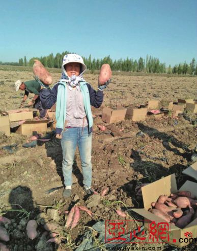 富硒地瓜多少钱(富硒地瓜好吗)-硒宝网