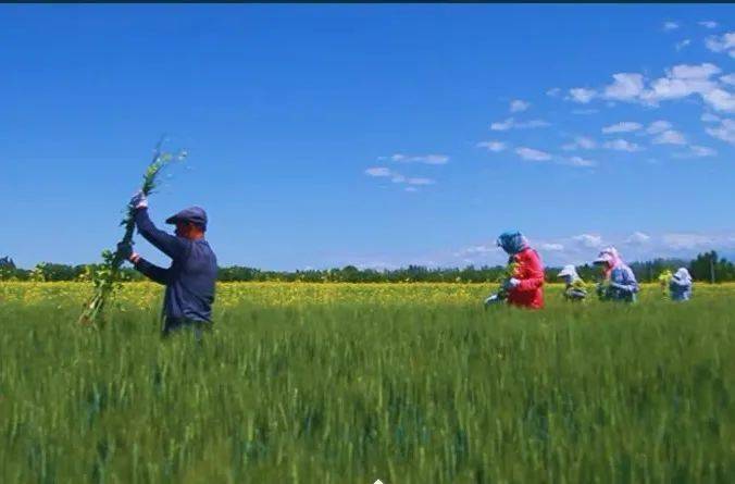 硒粮富硒面粉6(富硒面粉硒含量标准)-硒宝网