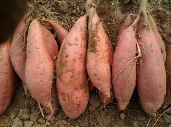 富硒地瓜能烤吗(富硒地瓜真的含硒吗)-硒宝网