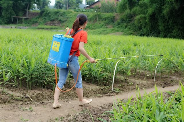 富硒地瓜能烤吗(富硒地瓜真的含硒吗)-硒宝网