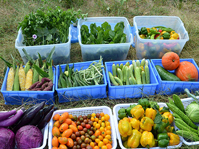 富硒地瓜是哪的（富硒地瓜营养价值）-硒宝网