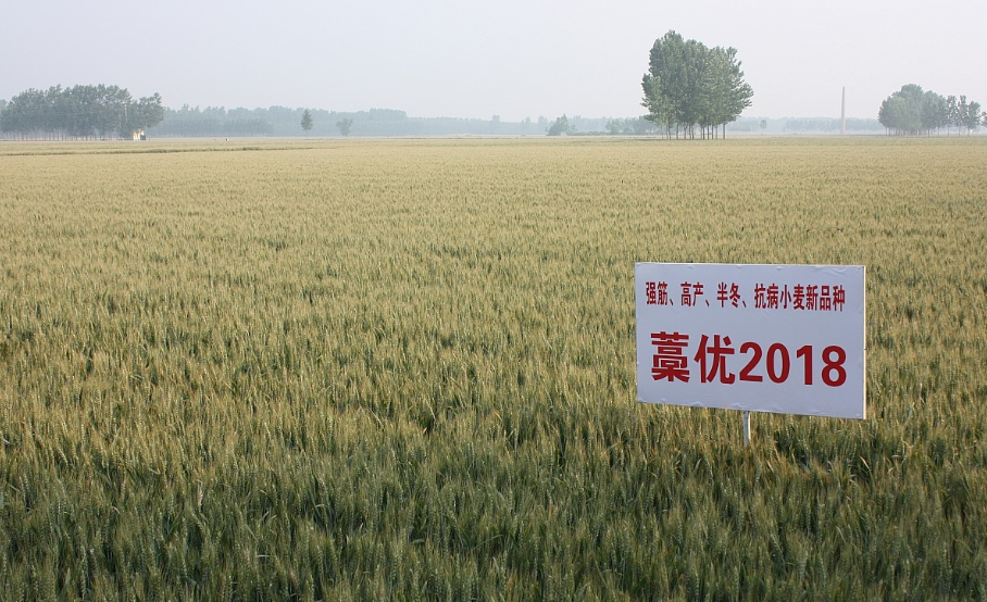 寿之本富硒面粉(富硒面粉怎么样)-硒宝网