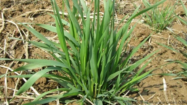 石家庄富硒面粉（藁城富硒面粉）-硒宝网