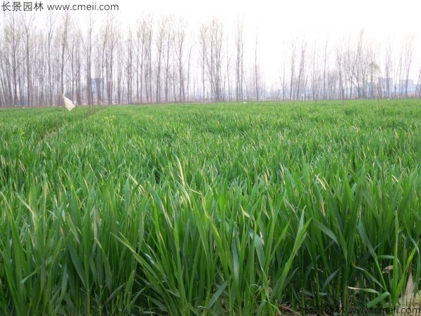 石家庄富硒面粉（藁城富硒面粉）-硒宝网