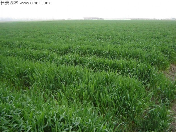 石家庄富硒面粉（藁城富硒面粉）-硒宝网