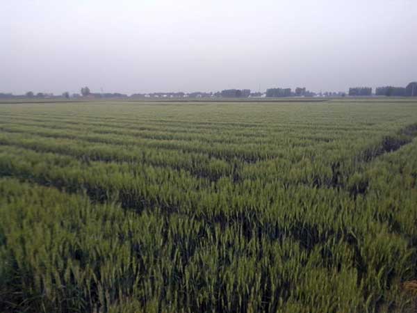 石家庄富硒面粉（藁城富硒面粉）-硒宝网