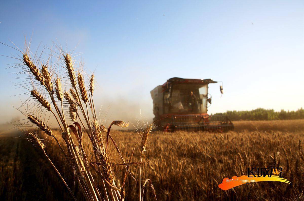 富硒面粉哪家好(富硒面粉的好处)-硒宝网