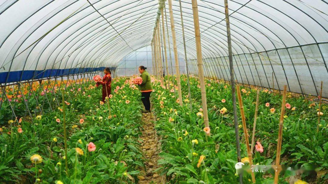 永城面粉厂富硒（永城富硒小麦）-硒宝网
