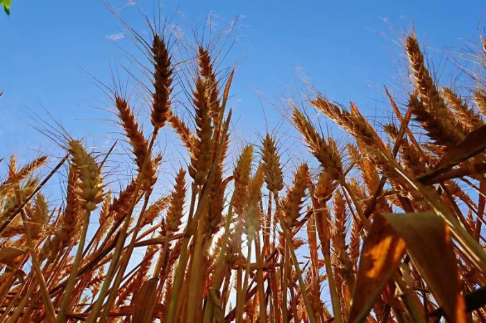 富硒面粉供货商(富硒面粉与普通面粉)-硒宝网