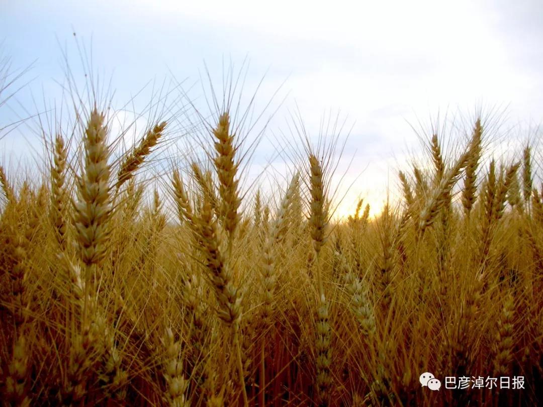 富硒面粉怎么做（富硒面粉怎么吃）-硒宝网