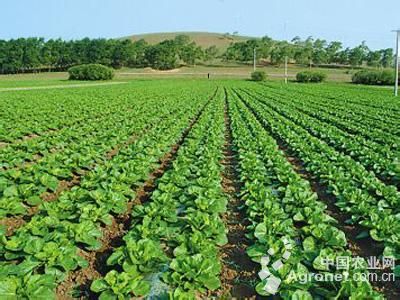 富硒面粉收购价(富硒面粉是骗局吗)-硒宝网