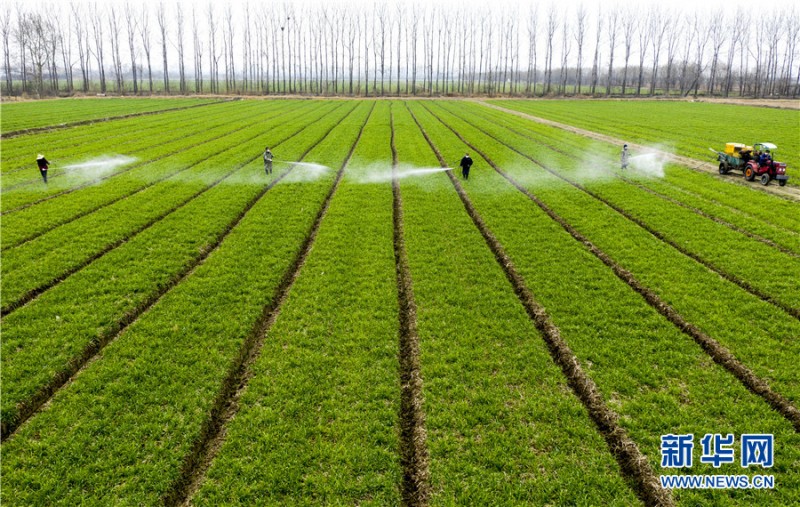 白本正富硒面粉（富硒面粉的好处）-硒宝网