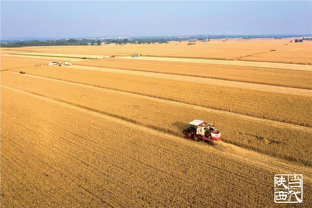 白本正富硒面粉（富硒面粉的好处）-硒宝网