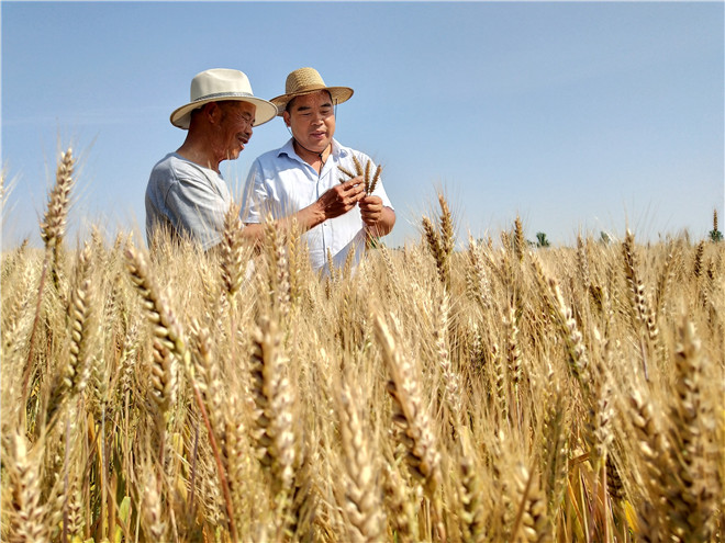 白本正富硒面粉（富硒面粉的好处）-硒宝网