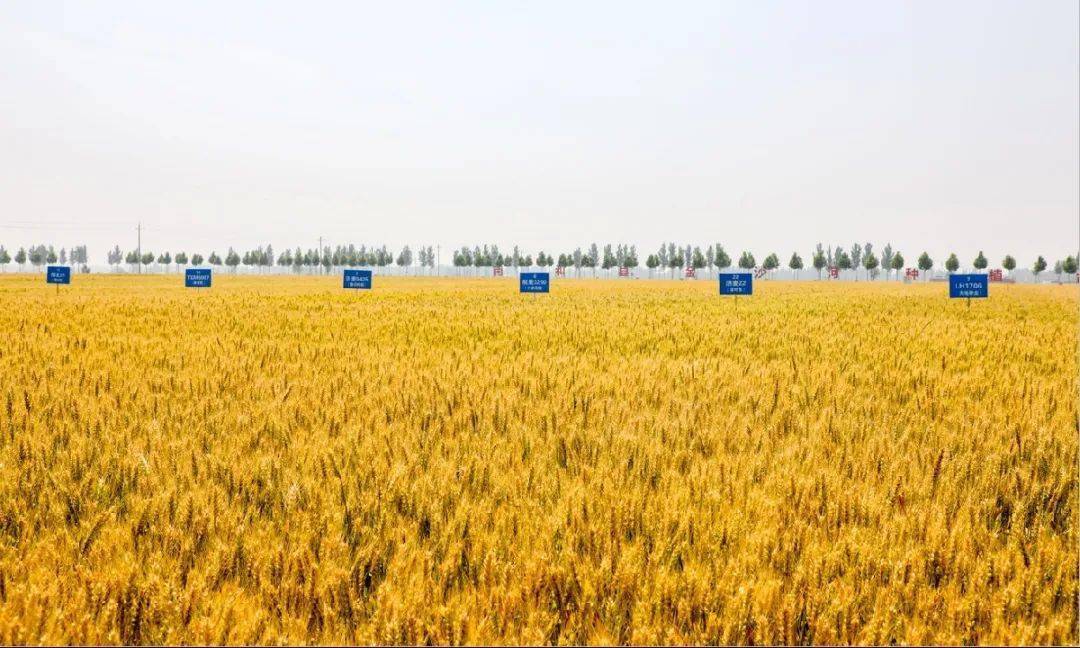 白本正富硒面粉（富硒面粉的好处）-硒宝网