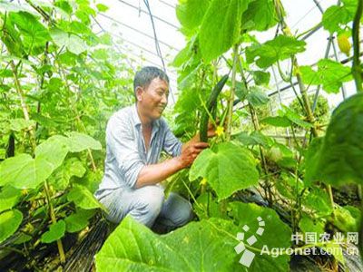 富硒面粉收购价(富硒面粉生产企业)-硒宝网