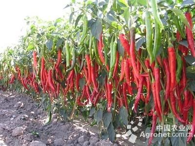 富硒面粉收购价(富硒面粉生产企业)-硒宝网