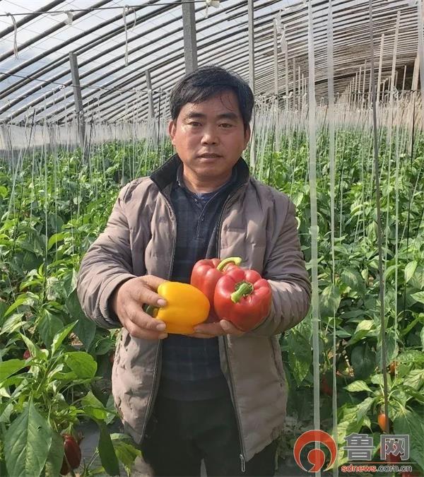 富硒蔬菜包装袋(富硒蔬菜的好处)-硒宝网