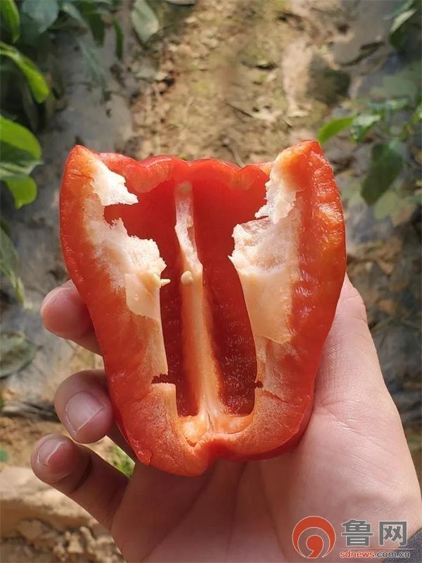 富硒蔬菜包装袋(富硒蔬菜的好处)-硒宝网