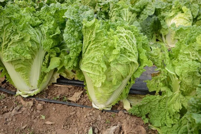 富硒蔬菜 含量(蔬菜含量富硒有哪些)-硒宝网