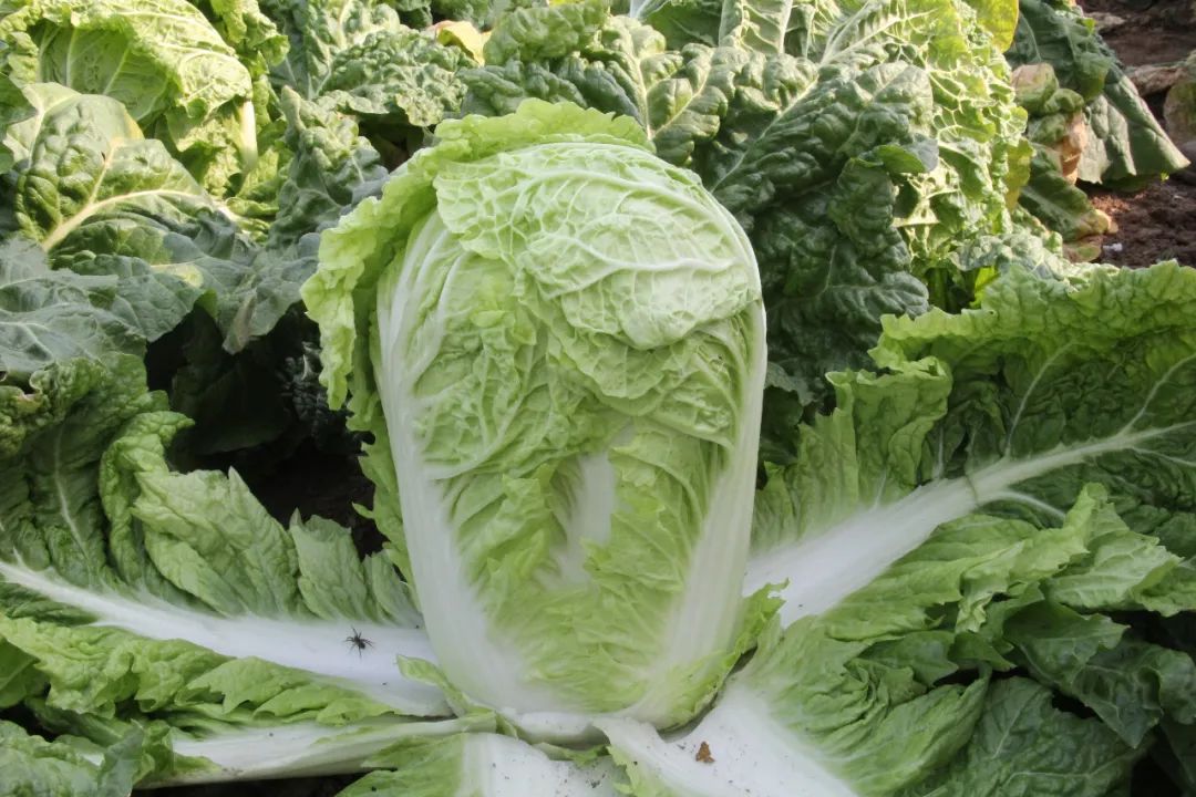 富硒蔬菜 含量(蔬菜含量富硒有哪些)-硒宝网