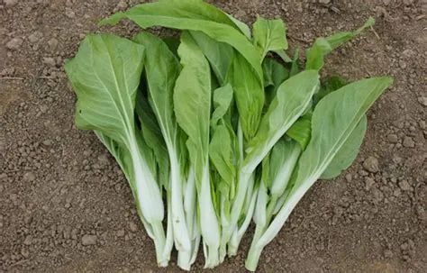 富硒蔬菜 含量(蔬菜含量富硒有哪些)-硒宝网