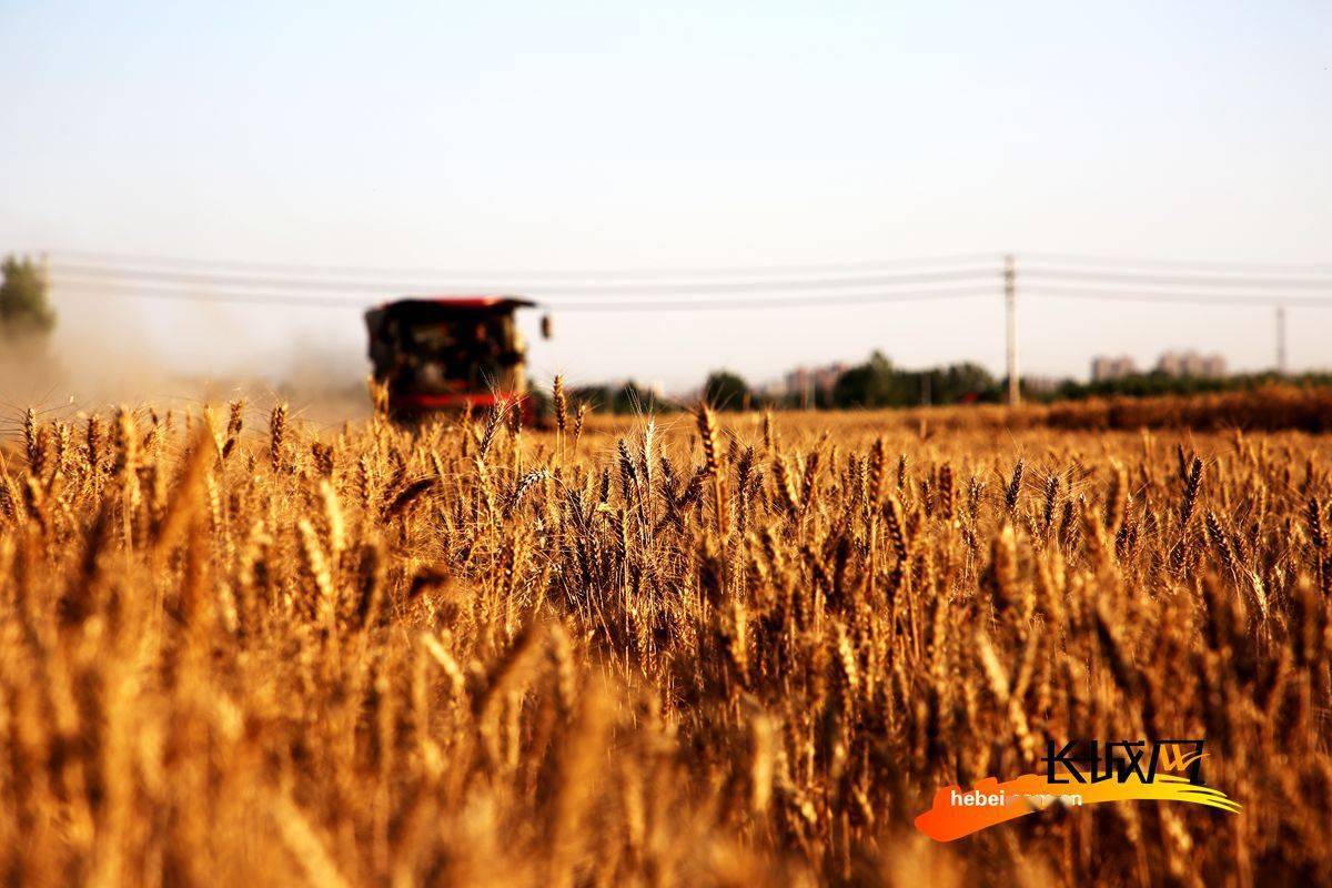 石磨面粉富硒粉（石磨富硒全麦粉的功效）-硒宝网