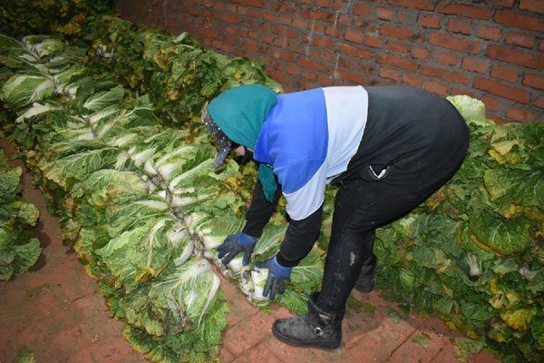 哈尔滨富硒蔬菜(哈尔滨富硒产业园)-硒宝网