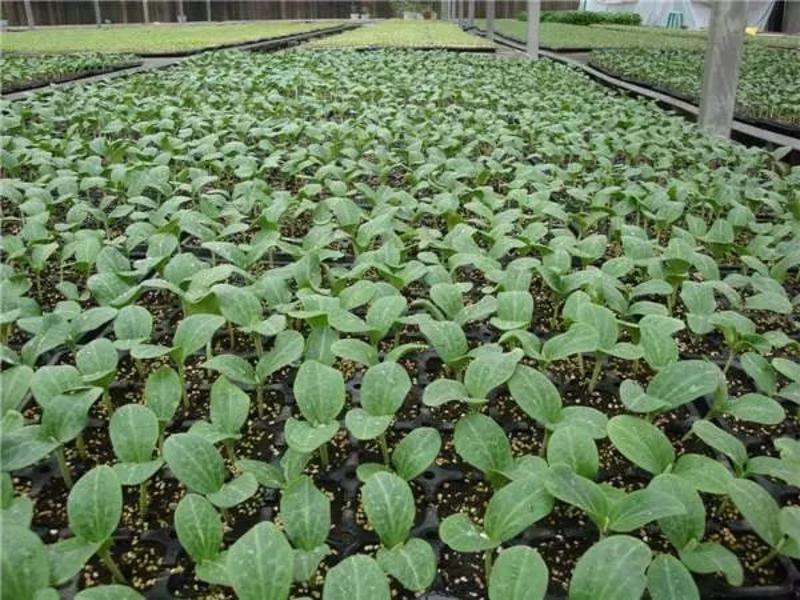 蔬菜高富硒浓度(富硒蔬菜硒含量国家标准)-硒宝网