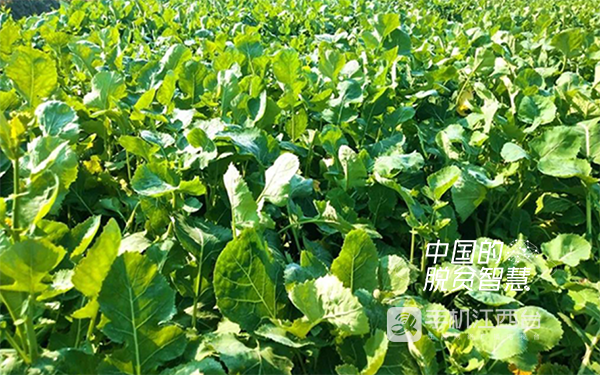 富硒种植的蔬菜（富硒蔬菜种植技术）-硒宝网