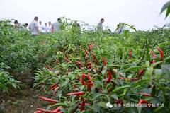 富硒蔬菜的种类（蔬菜种类富硒排名）-硒宝网