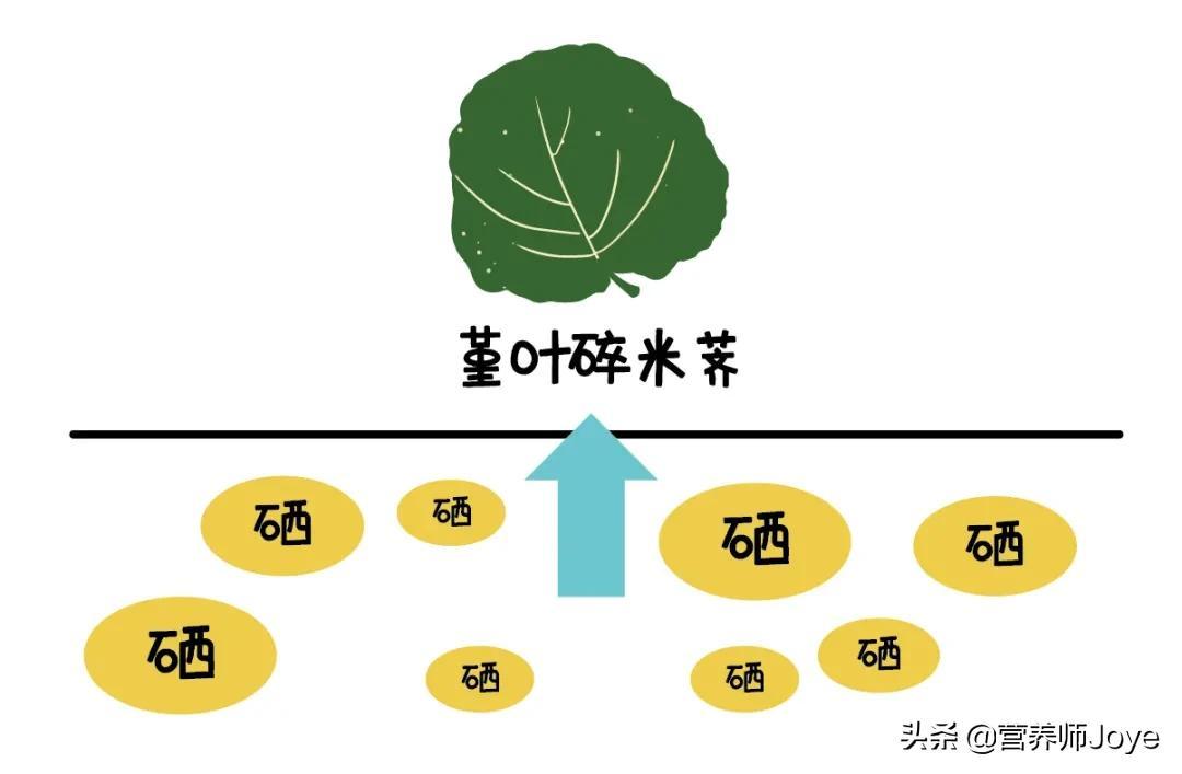 富硒蔬菜的优点（富硒蔬菜的好处）-硒宝网