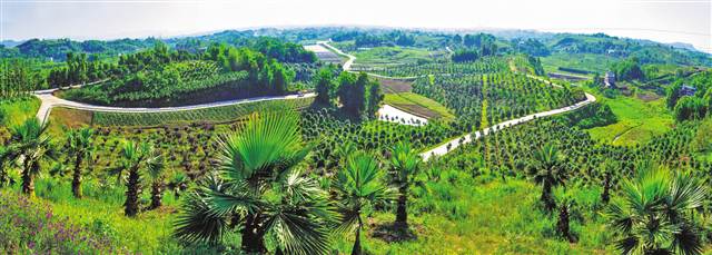南江乡富硒蔬菜(万亩富硒蔬菜基地)-硒宝网