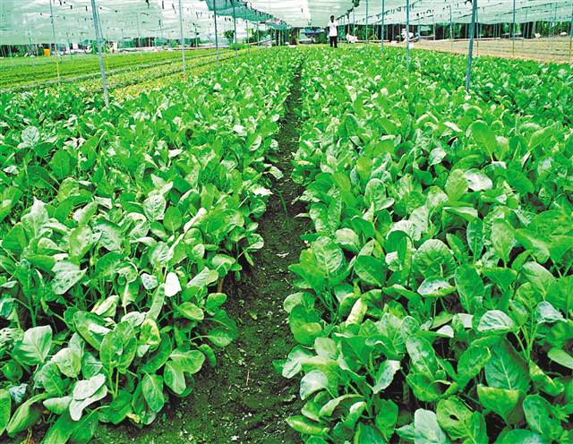 南江乡富硒蔬菜(万亩富硒蔬菜基地)-硒宝网