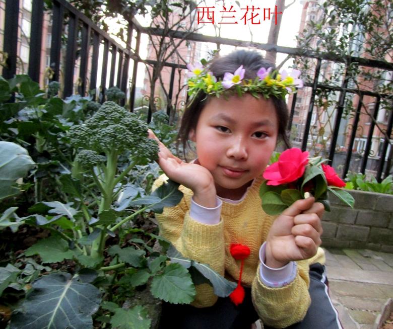 富硒蔬菜西兰花(西兰花富含硒元素)-硒宝网