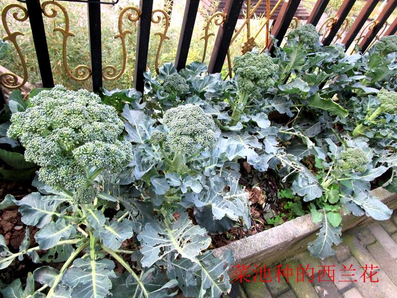 富硒蔬菜西兰花(西兰花富含硒元素)-硒宝网