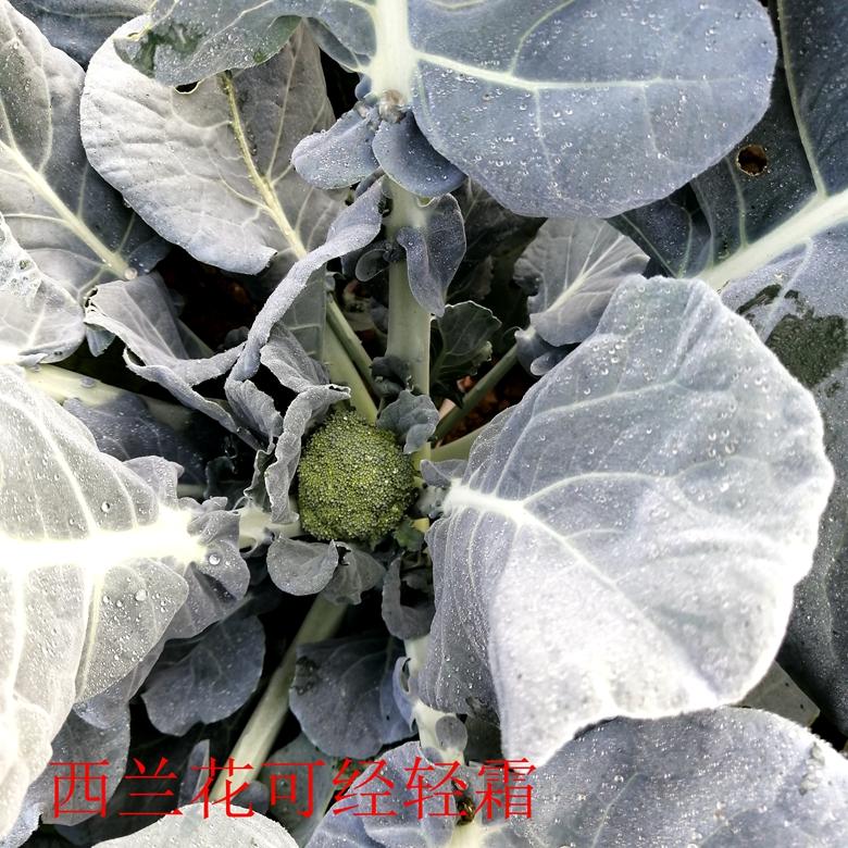 富硒蔬菜西兰花(西兰花富含硒元素)-硒宝网