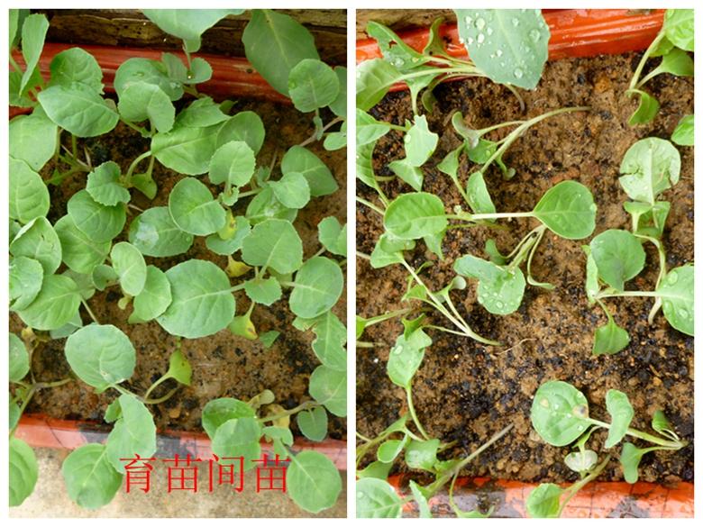 富硒蔬菜西兰花(西兰花富含硒元素)-硒宝网