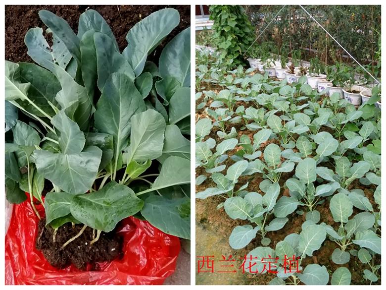 富硒蔬菜西兰花(西兰花富含硒元素)-硒宝网