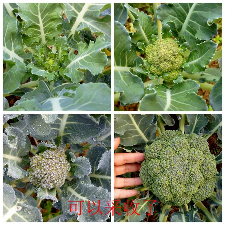 富硒蔬菜西兰花(西兰花富含硒元素)-硒宝网