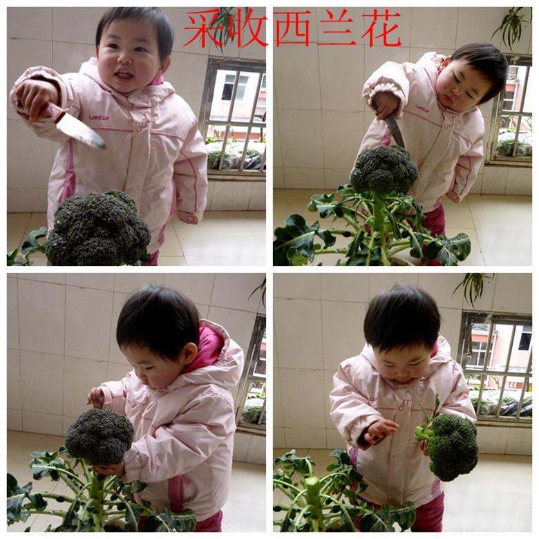 富硒蔬菜西兰花(西兰花富含硒元素)-硒宝网