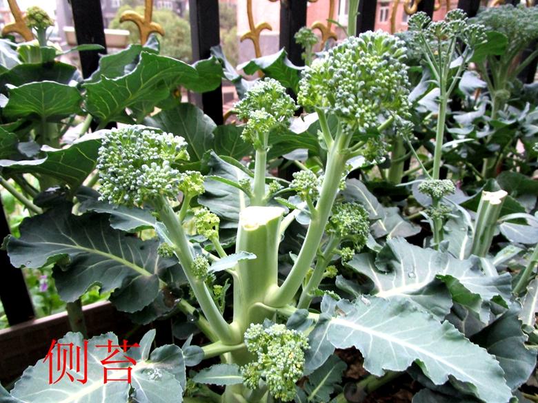 富硒蔬菜西兰花(西兰花富含硒元素)-硒宝网