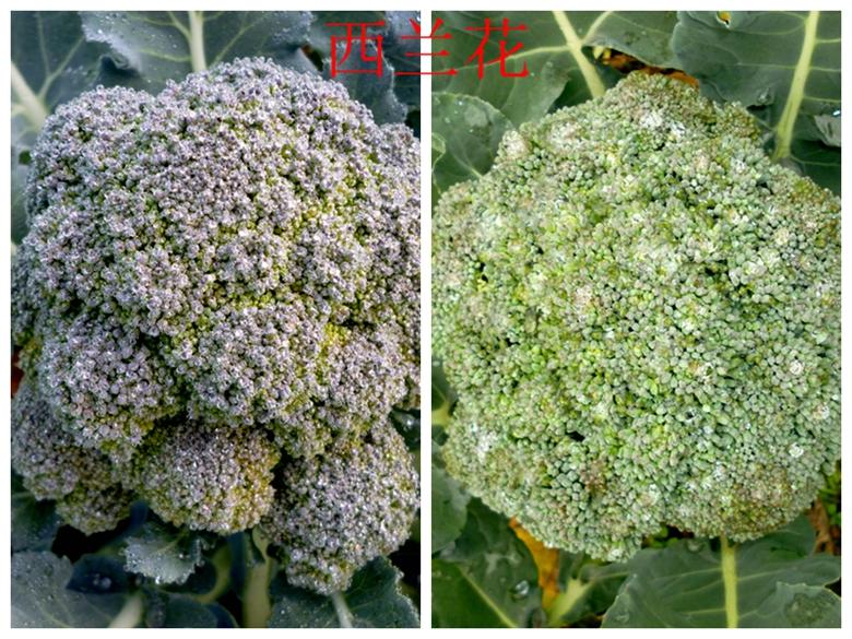 富硒蔬菜西兰花(西兰花富含硒元素)-硒宝网