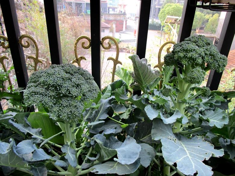 富硒蔬菜西兰花(西兰花富含硒元素)-硒宝网