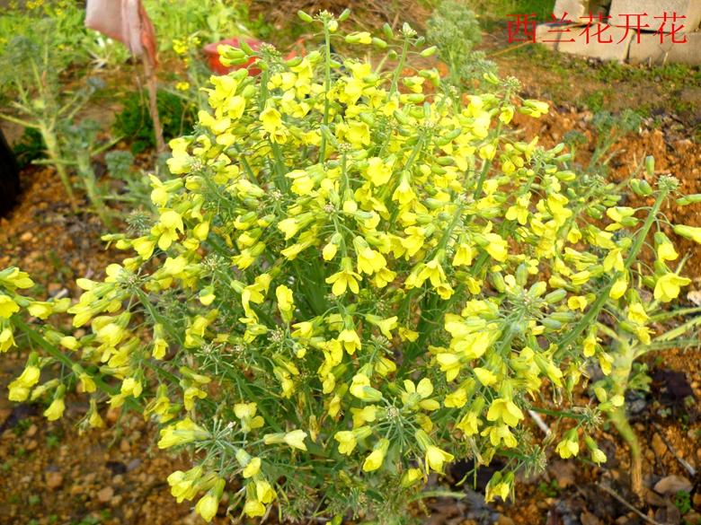 富硒蔬菜西兰花(西兰花富含硒元素)-硒宝网