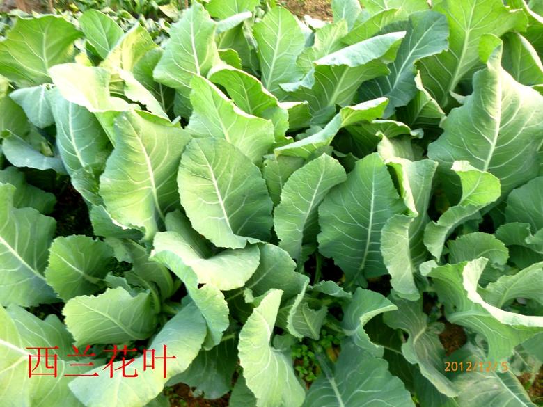 富硒蔬菜西兰花(西兰花富含硒元素)-硒宝网