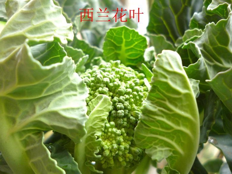 富硒蔬菜西兰花(西兰花富含硒元素)-硒宝网