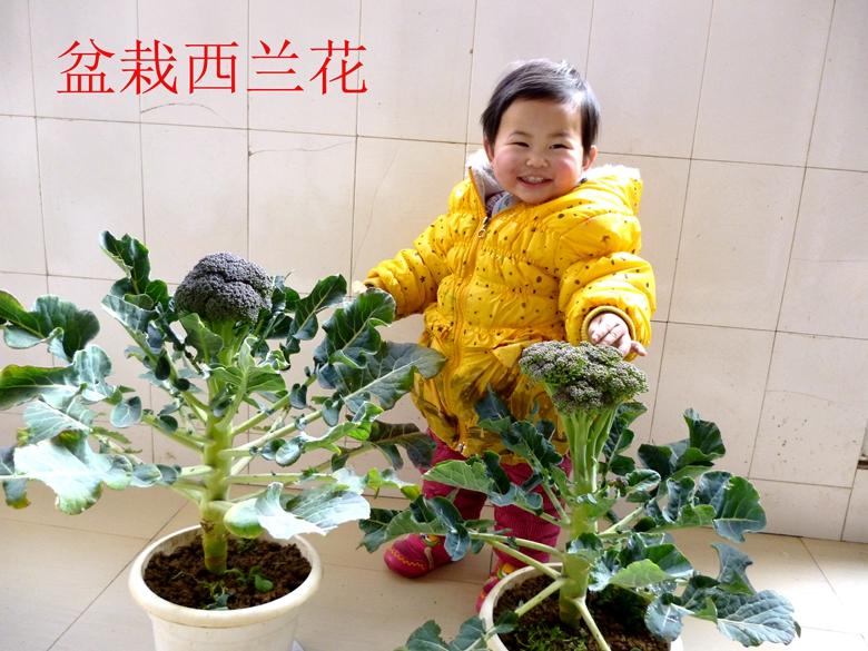 富硒蔬菜西兰花(西兰花富含硒元素)-硒宝网